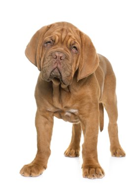 köpek yavrusu Dogue de Bordeaux