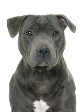 Staffordshire boğa korkunç