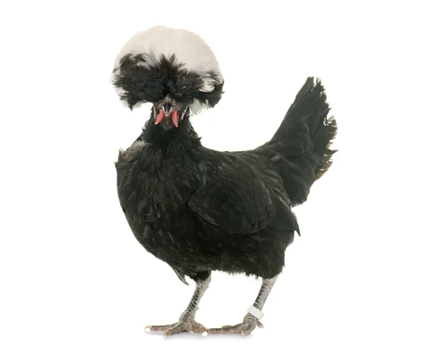 Polish chicken in studio — Stock Photo, Image