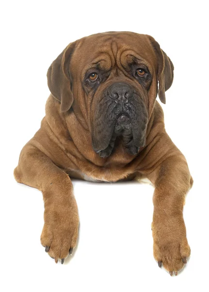 Dogue de bordeaux — Zdjęcie stockowe