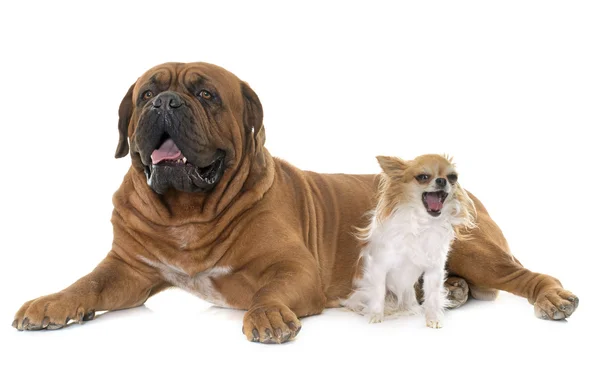 Dogue de Bordeaux y chihuahua —  Fotos de Stock