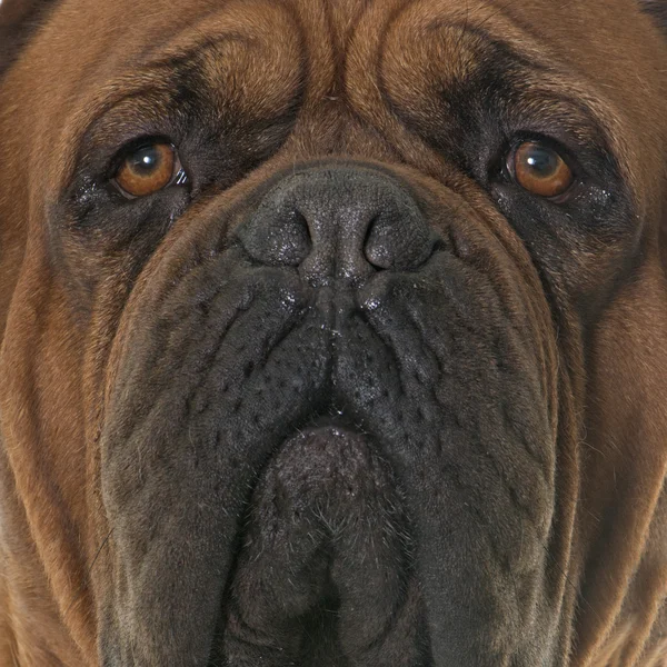 Dogue de bordeaux — Zdjęcie stockowe