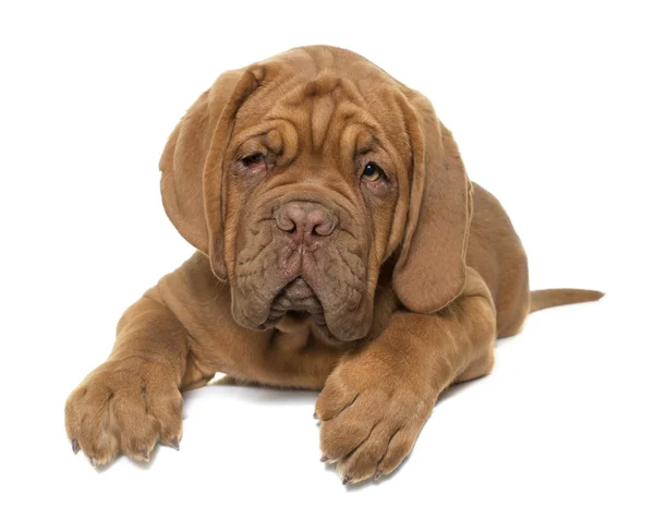 Puppy Dogue de Bordeaux — Stock Photo, Image