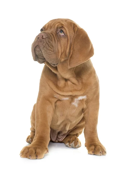 Cachorrinho dogue de bordeaux — Fotografia de Stock