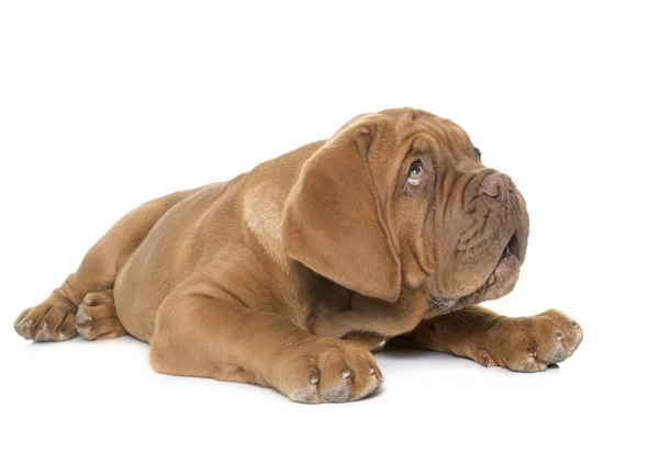 Köpek yavrusu Dogue de Bordeaux — Stok fotoğraf