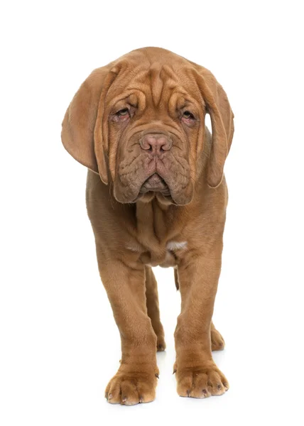 Welpen dogue de bordeaux — Stockfoto