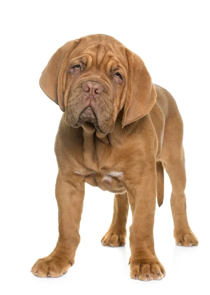 Puppy Dogue de Bordeaux — Stock Photo, Image
