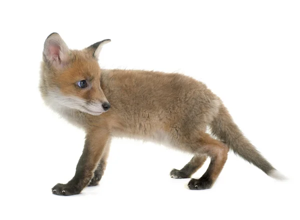 Fox cub i studio — Stockfoto