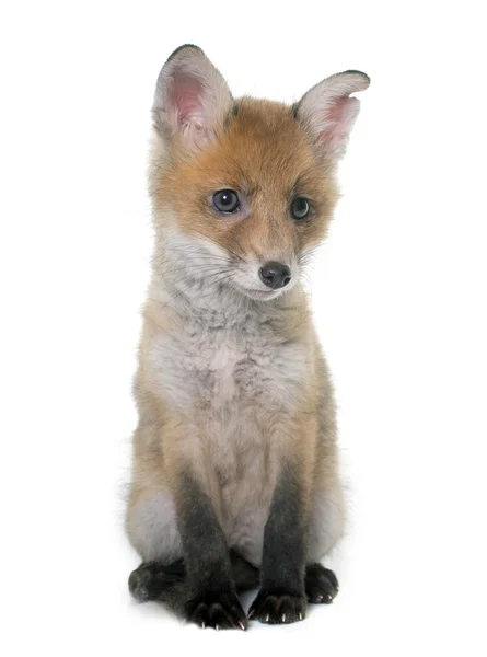 Fox cub i studio — Stockfoto