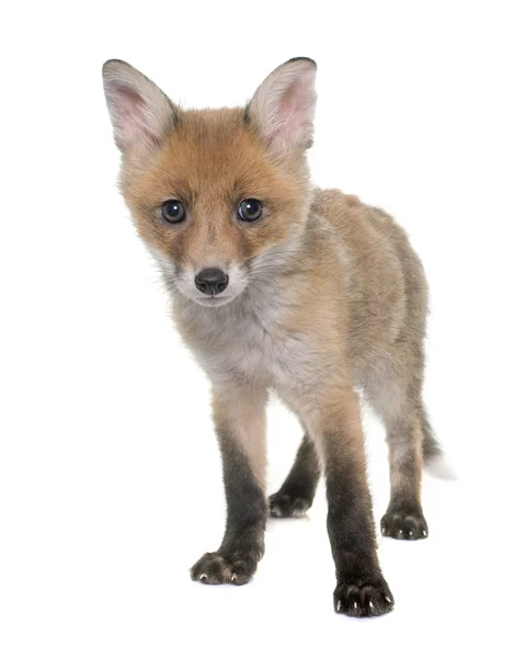 Fox cub i studio — Stockfoto