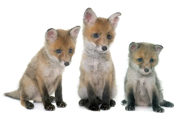 Three fox cub in studio — Stock Photo, Image