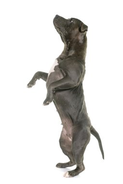 Staffordshire boğa korkunç