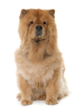 Chow chow Studio
