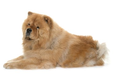 Chow chow Studio