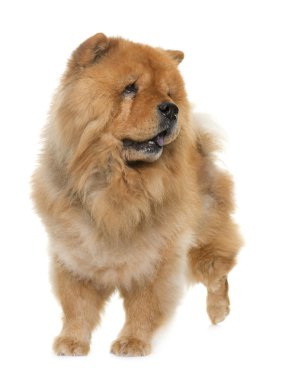 Chow chow Studio