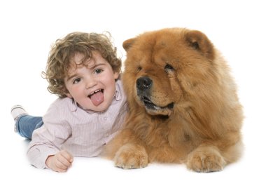 Chow chow ve çocuk
