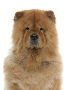 Chow chow Studio