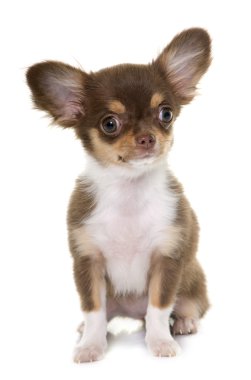 kahverengi köpek chihuahua