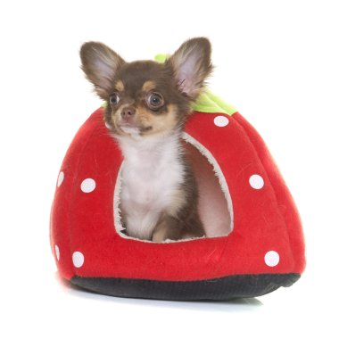 kahverengi köpek chihuahua