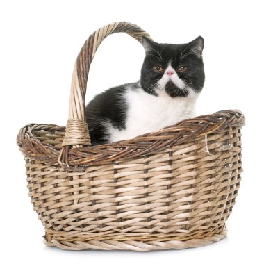 egzotik stenografi kedi