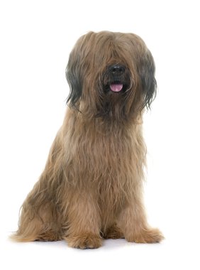 Brie çoban köpeği Studio