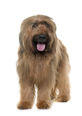 Brie çoban köpeği Studio