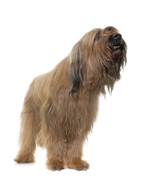 Brie çoban köpeği Studio