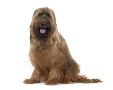 Brie çoban köpeği Studio