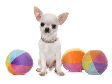 köpek chihuahua Studio