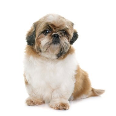 kadın shih tzu 
