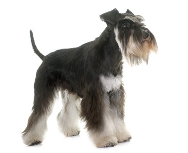 siyah ve beyaz minyatür schnauzer