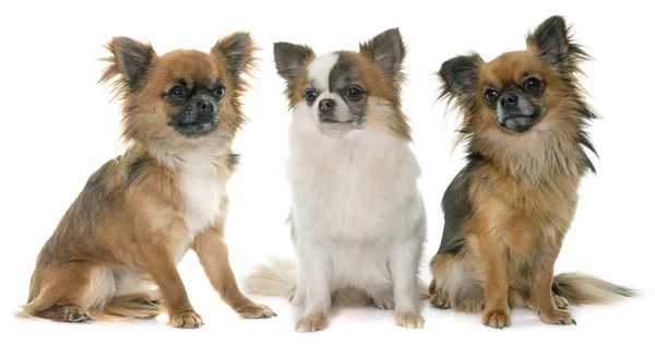 Tre små chihuahua — Stockfoto