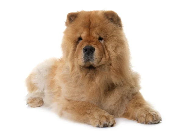 Chow chow in studio — Stockfoto