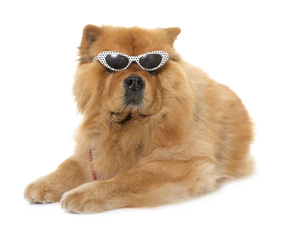 Chow chow mit brille — Stockfoto