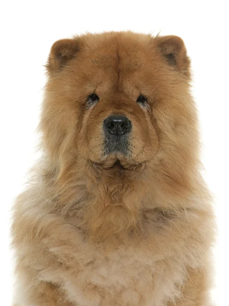 Chow chow im studio — Stockfoto