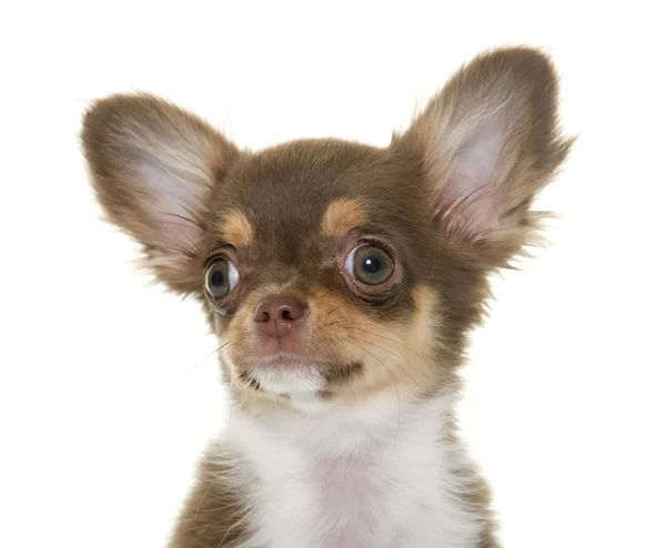 Welpe brauner Chihuahua — Stockfoto