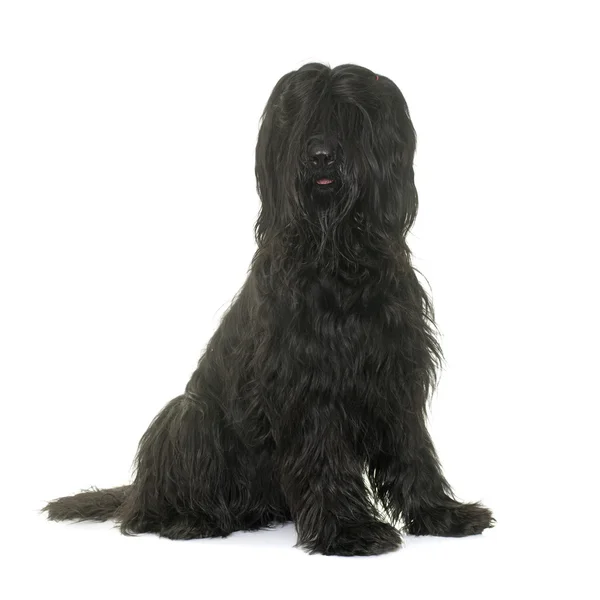 Briard en studio — Photo