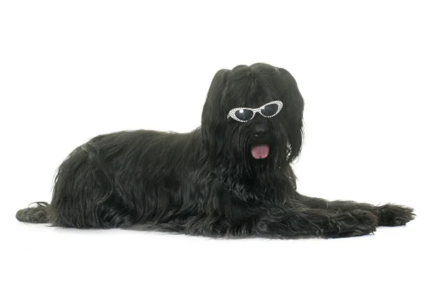 Briard in studio — Stock Photo, Image