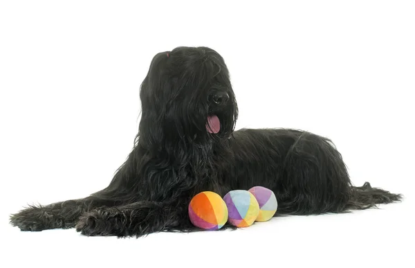 Briard in studio — Stockfoto