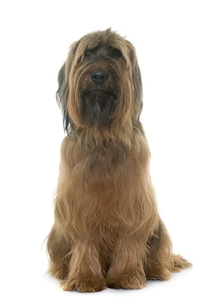 Briard w studio — Zdjęcie stockowe