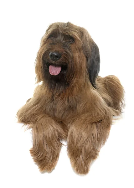 stock image Briard in studio