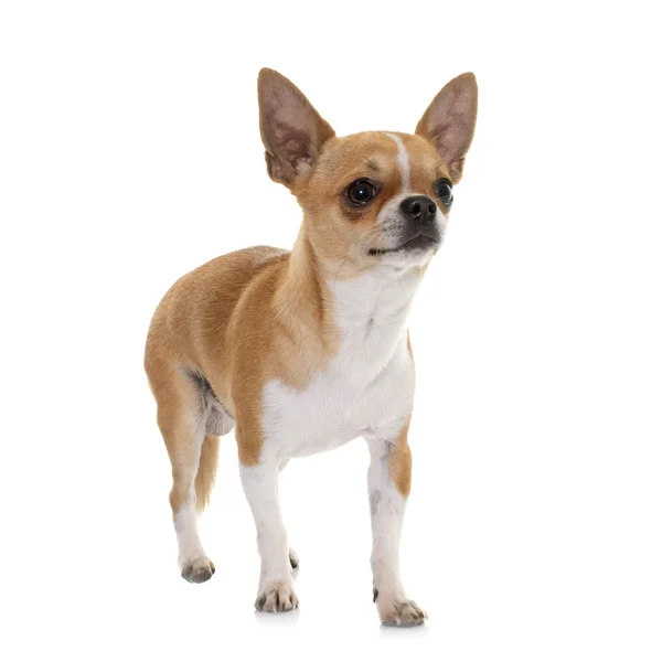 Young chihuahua in studio — Stock Photo, Image