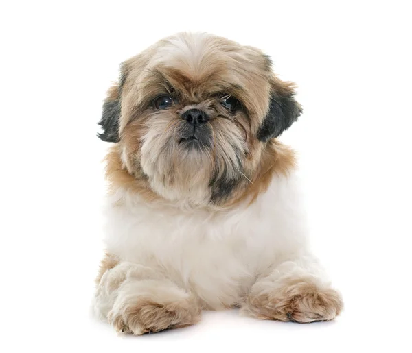 Kvinnliga shih tzu — Stockfoto