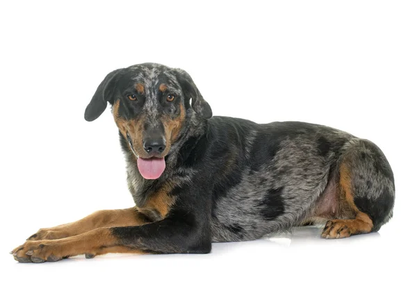 Vrouwelijke harlequin beauceron — Stockfoto