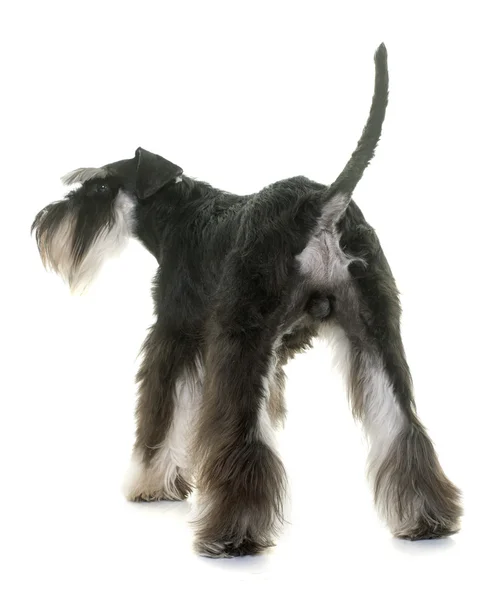 Achterkant Dwergschnauzer — Stockfoto