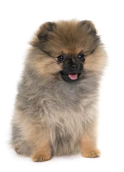 Köpek yavrusu pomeranian spitz — Stok fotoğraf