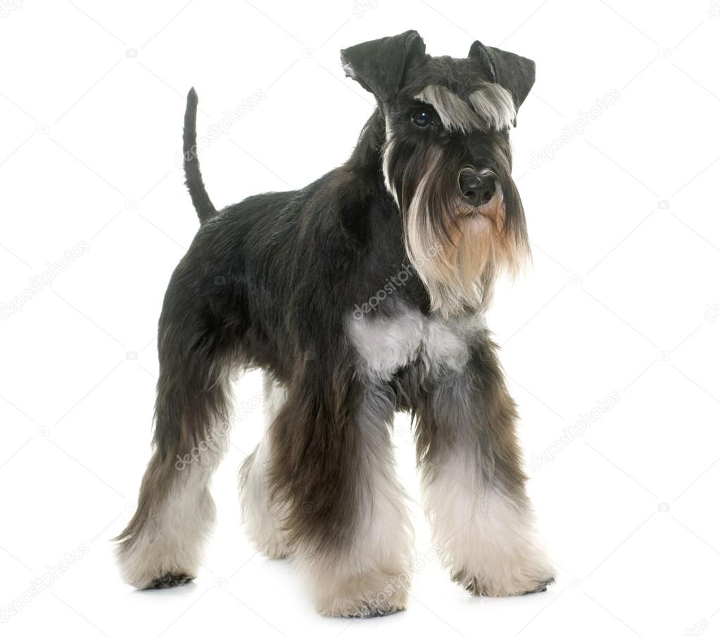 Schwarz-weißer Zwergschnauzer – Stockfoto © cynoclub #110124178, image size:1023x906