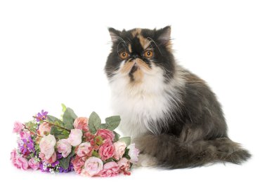 Üç renkli Farsça kedi