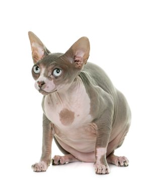 Sfenks kedisi Studio