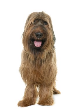 Brie çoban köpeği Studio